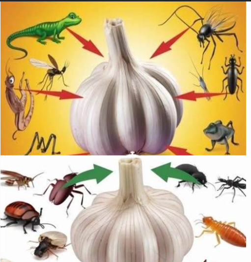 alho para espantar baratas, ratos e demais