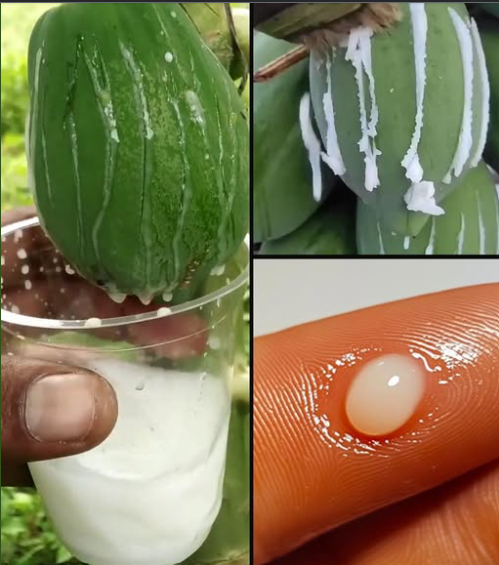 BENEFICIOS DO MAMAO