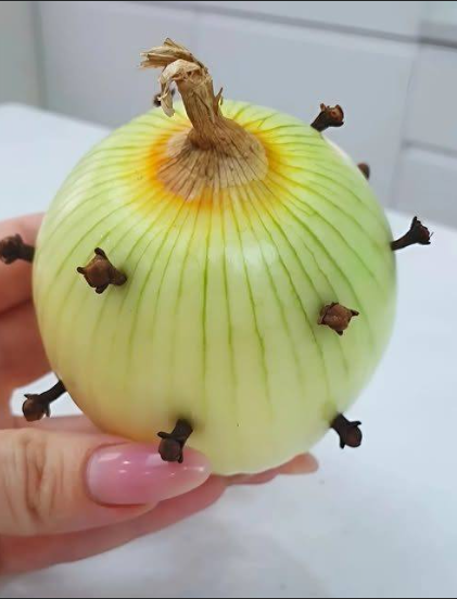 CRAVO NA CEBOLA