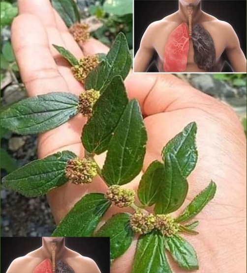Euphorbia Hirta