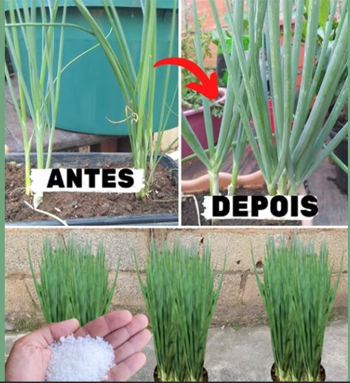 receita para cebolinha crescer muito e engrossar com poucos ingredientes