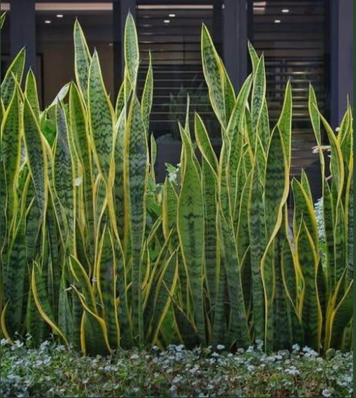 não tenha essas 10 plantas em casa segundo marcia sensitiva