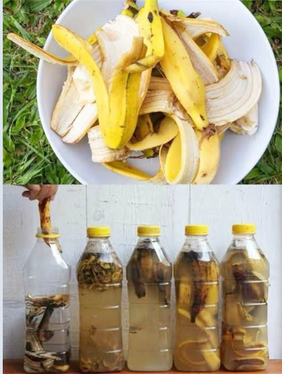 USAR CASCA DE BANANA