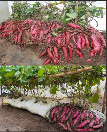 COMO CULTIVAR BATATA DOCE EM CASA