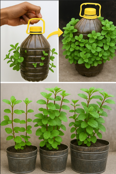 CULTIVAR HORTELÃ NA GARRAFA